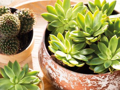 Dónde colocar los Cactus para que atraigan buenas energías al hogar