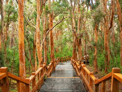 Arrayán: cómo es el árbol autóctono de la Patagonia que inspiró a Walt Disney para sus filmes