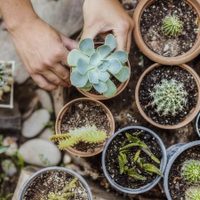 Suculentas: qué variedad hay que tener en el hogar para atraer el dinero y la buena fortuna