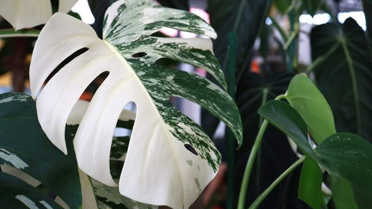 Plantas. Fuente: (X)