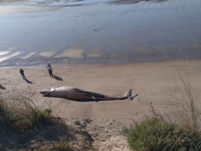 Conmoción en Las Grutas: hallaron una ballena sin vida en la costa