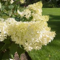 La variedad de hortensia que seguro no conocías: tiene forma de cono y unas flores bellísimas