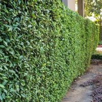 Si querés crear cercos naturales para alejar a los curiosos, te encantarán estas 4 plantas que crecen como arbustos