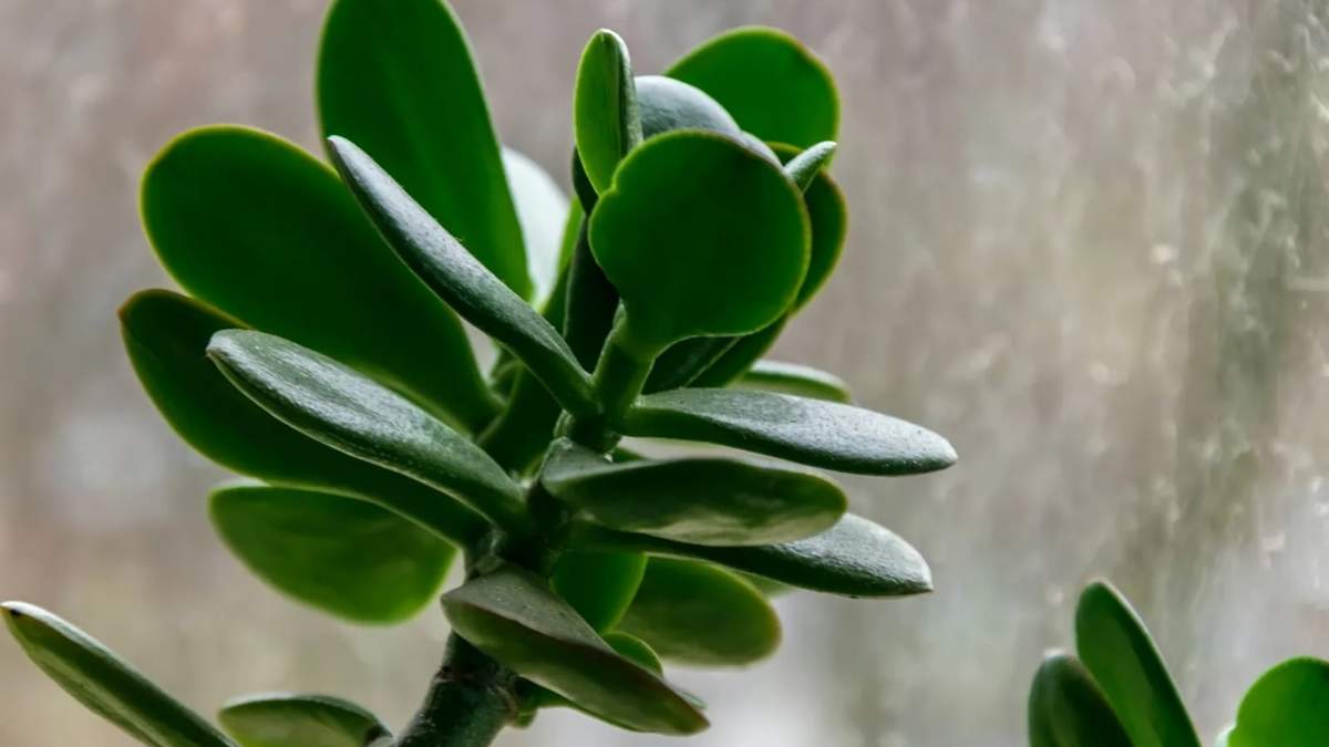 Planta. Fuente: (X)