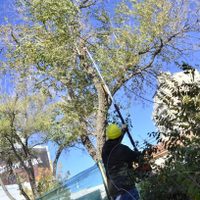 Atención: conocé la plaga que no se puede combatir en Neuquén