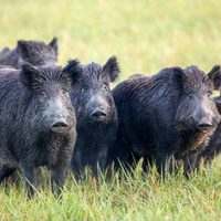 Alertaron por la presencia de jabalíes con triquinosis en San Martín de los Andes