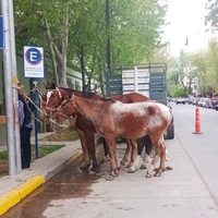 Contra un exministro “corrupto”: familia de crianceros protesta con sus caballos en Casa de Gobierno