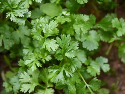 La planta que muchos subestiman, pero crece en un mes en cualquier maceta y tiene el poder de alcalinizar los cuerpos