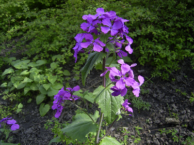 La planta que muta de forma hermosa: da bellas flores en primavera y luego se transforma en moneditas