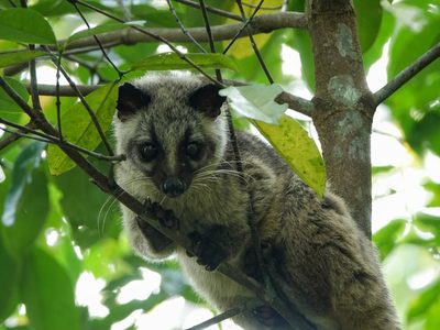 Hallan decenas de virus desconocidos en animales que se consumen en China: podrían ser peligrosos