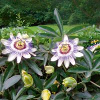 Propagá tu pasionara o mburucuyá con este sencillo y efectivo truco que usan los jardineros