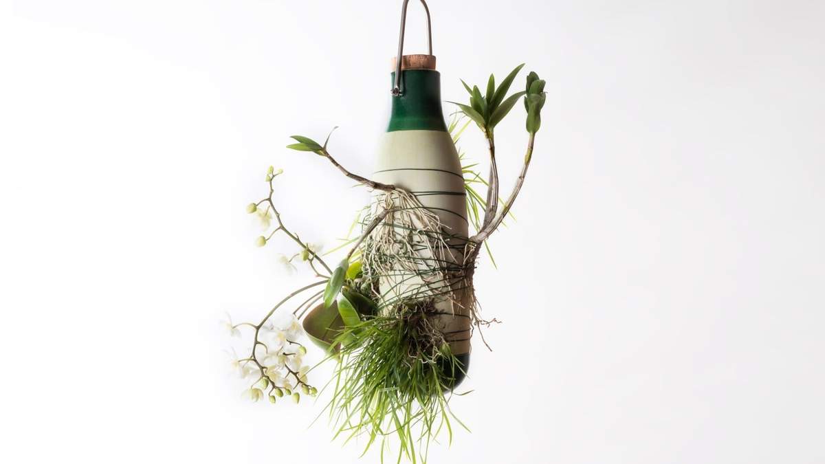 Plantas epífitas. Fuente: (Instagram)