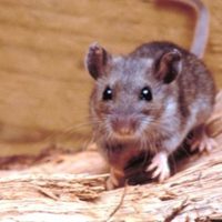 Un hombre de 53 años fue trasladado al Hospital Castro Rendón con síntomas de Hantavirus