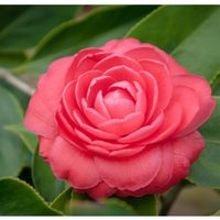 3 flores japonesas que tenés que plantar en junio si querés un jardín soñado en primavera