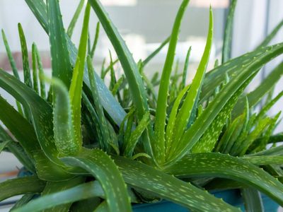 Para una planta, nada mejor que otra planta: cómo hacer gel de aloe vera para utilizar como fertilizante y repelente natural