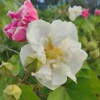 La planta cuyas flores cambian de color con las horas del día: pasa del blanco al rosa y luego fucsia