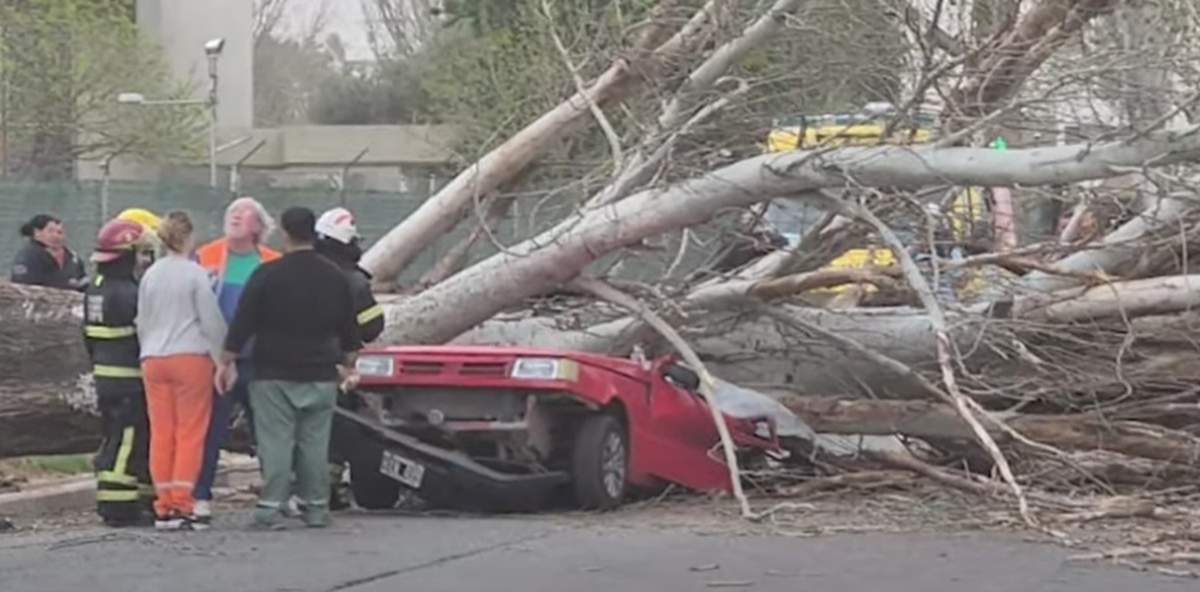 Una mujer murió aplastada por un árbol en Maipú