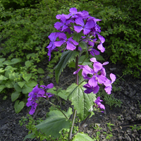 La planta que muta de forma hermosa: da bellas flores en primavera y luego se transforma en moneditas