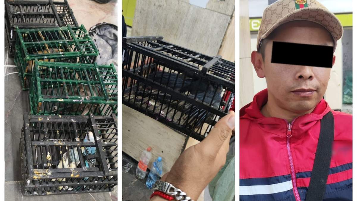 Las aves enjauladas decomisadas