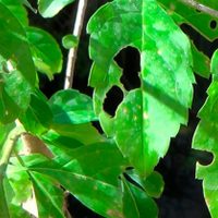 El poderoso insecticida que evita la aparición de plagas en tus plantas, con un ingrediente que siempre tirás