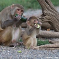 Consiguen una prometedora respuesta inmune al coronavirus en ensayos con macacos infectados
