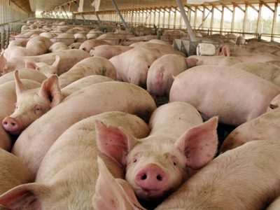 Un coronavirus “porcino” podría replicarse en humanos