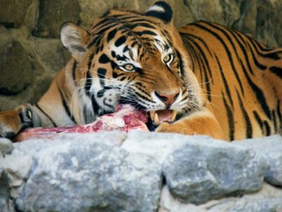 Zoológico pide donar mascotas pequeñas como alimento para depredadores