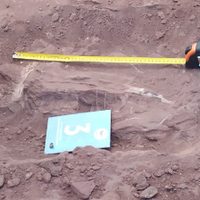 Sorpresa en Vaca Muerta: encontraron restos fósiles de un dinosaurio de 100 millones de años