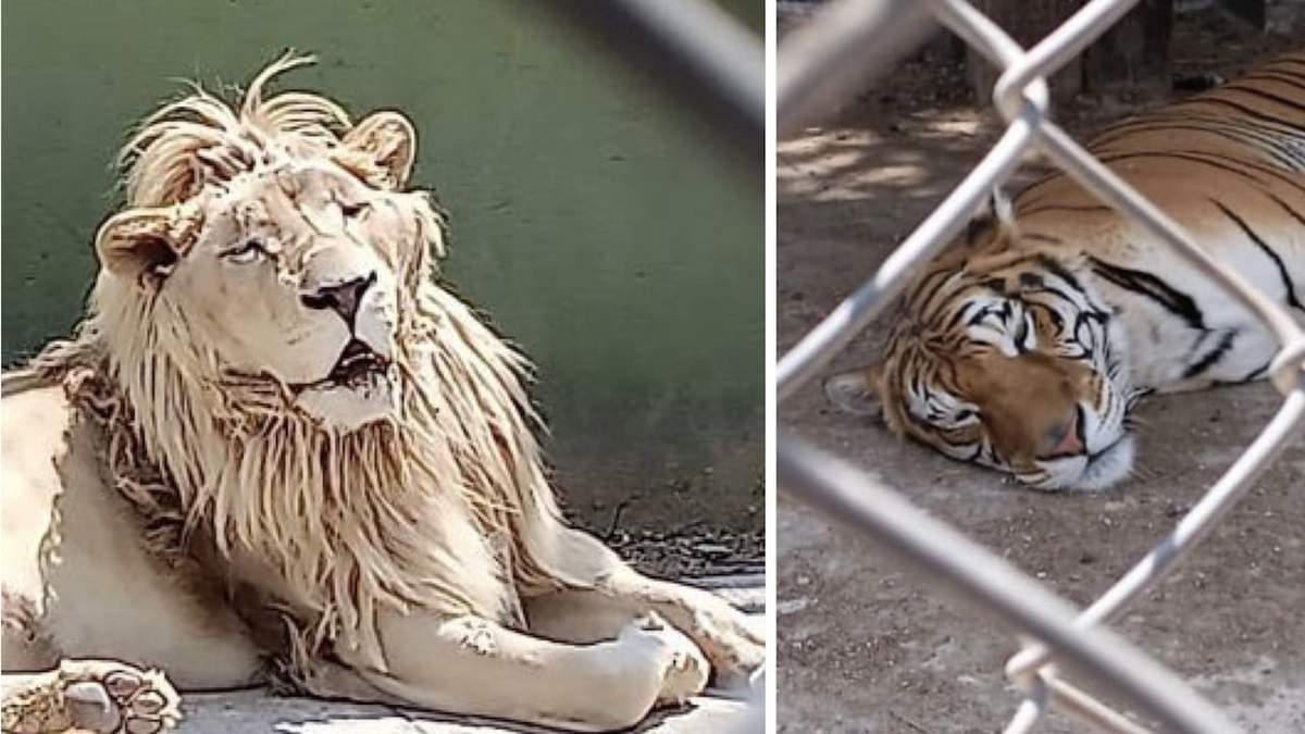 León y tigre descubiertos en el predio cateado