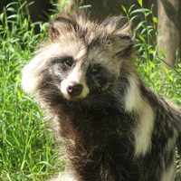 Nuevos estudios vinculan el inicio del Covid a los perros mapache