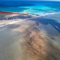 Encontraron a 18 delfines sin vida en Mauricio tras derrame de petróleo