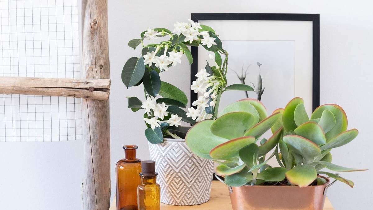 Plantas. Fuente: (Instagram)