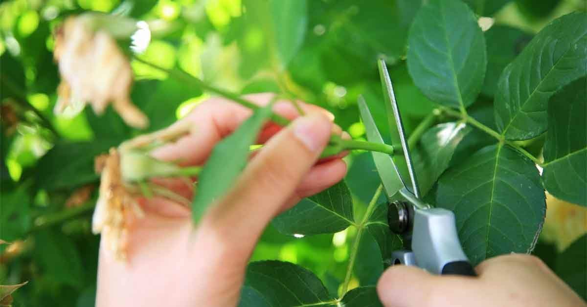 Plantas. Fuente: (GardenTech)
