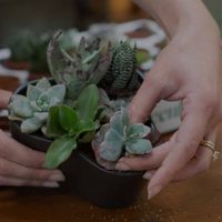 Conocé esta suculenta que es fácil de reproducir y es muy hermosa para tu jardín