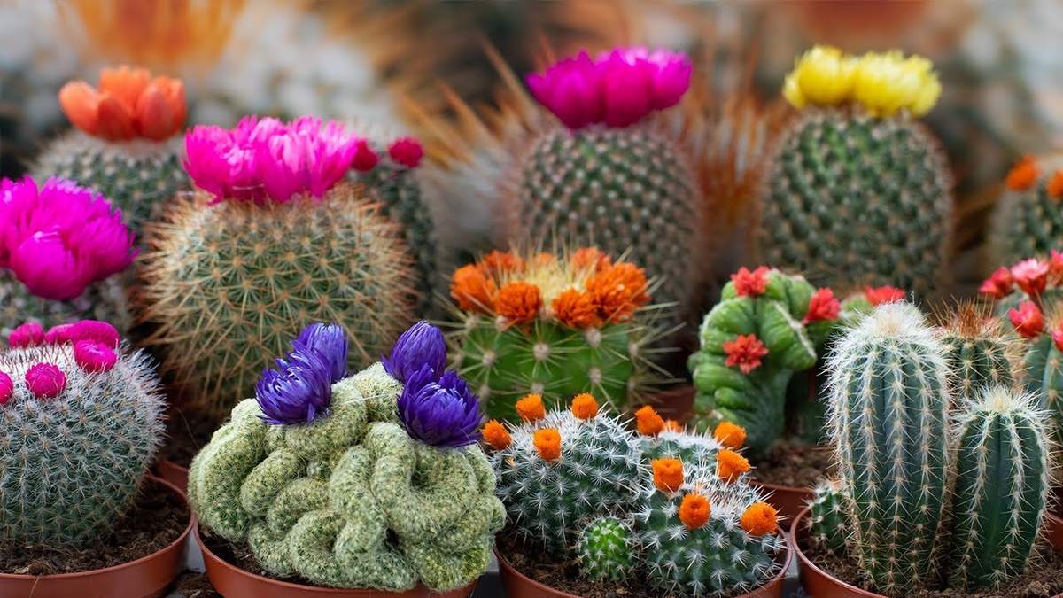 cactus. Fuente: (Instagram)