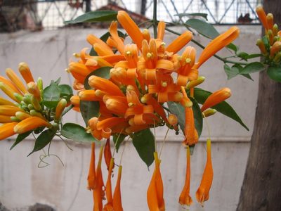 Flor de San Juan: la opción apta para principiantes que esconde muchos poderes más allá de decorar el jardín