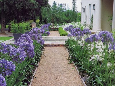 Los simples trucos para que tu Agapanthus se llene de flores y se reproduzca rápido