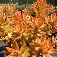Conocé esta suculenta tan maravillosa que expuesta al sol se pone de color naranja y es perfecta para el otoño