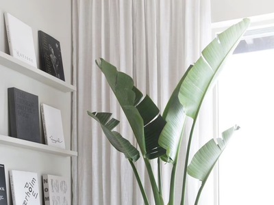 El truco de los viveros para que tu Strelizia crezca en tiempo récord, la planta más usada en decoración