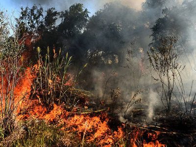 Incendios en el Delta del Paraná: advierten que la pérdida de la fauna es "casi total"