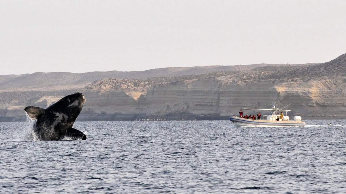 Ballenas en Chubut. Fuente: (Instagram)