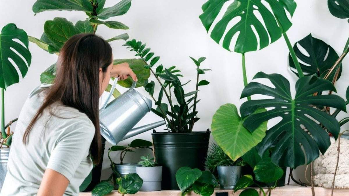 Plantas de interior. Fuente: (Instagram)