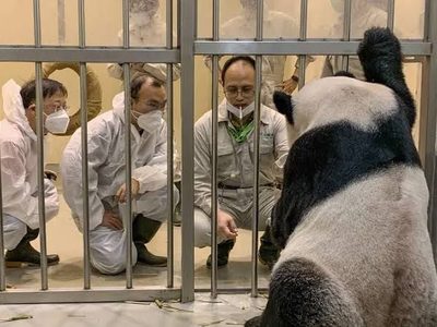 Expertos de China viajan a Taiwán para salvar a un panda enfermo