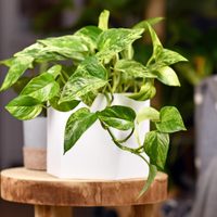 Plantas: cómo lograr que tu potus renazca y deje de estar seco y con hojas amarillas