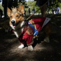 Realizan desfile de corgis en recuerdo de la reina Isabel II