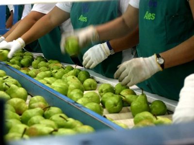 Una carga contaminada con carpocapsa pone en riesgo a todas las exportaciones de frutas a Brasil