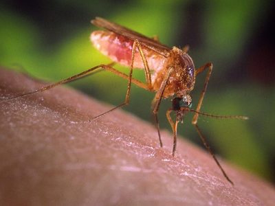 Detectaron un nuevo virus transmitido por mosquitos