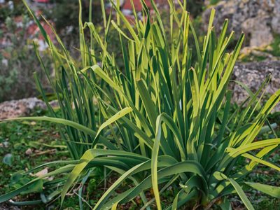 Planta citronela y despídete de las moscas y mosquitos