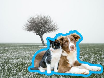 Frío y mascotas: medidas preventivas recomendadas por autoridades y expertos