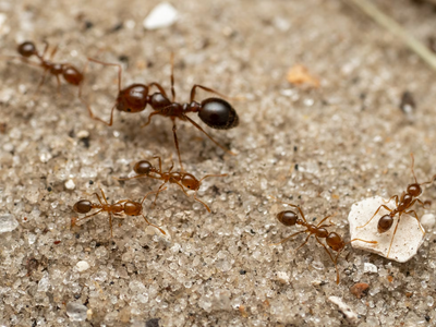 Eliminá a las hormigas de tu cocina con un truco simple, sin insecticidas ni productos químicos